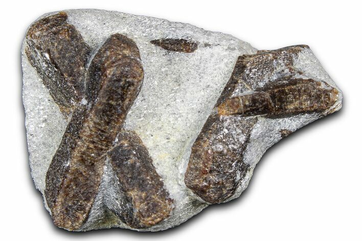 Twinned Staurolite Cross In Glittering Mica-Schist - Russia #380635